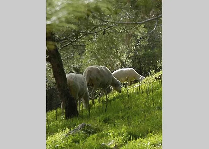 Dom wakacyjny Stone Santiago *