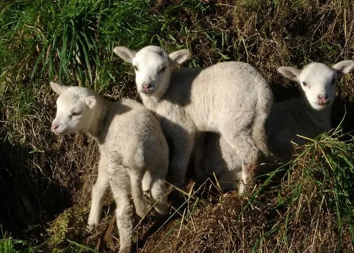 Stone Santiago Dom wakacyjny Curtis